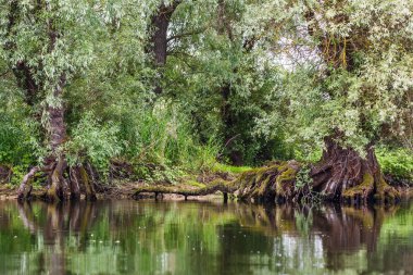 Eski willows su yansıyan