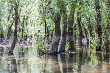 Tuna Deltası yaban hayatı
