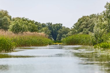Tuna Deltası yaban hayatı