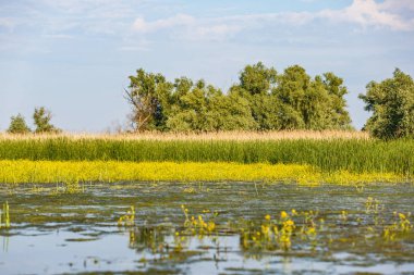 Güzel Tuna Deltası