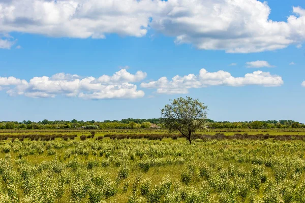 Cielo azzurro nuvoloso e prato verde — Foto Stock