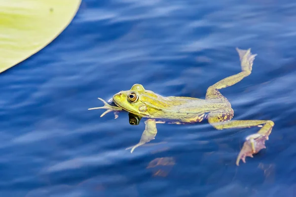 Grenouille verte dans l'eau — Photo