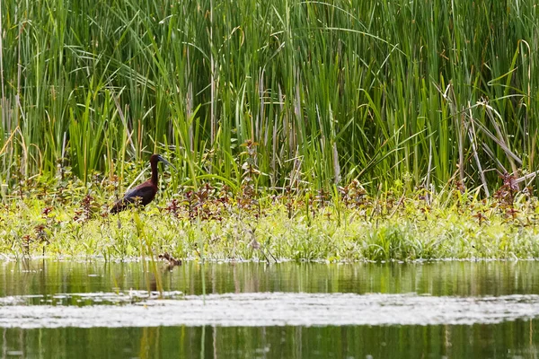 Glossy ibis en reed eiland — Stockfoto