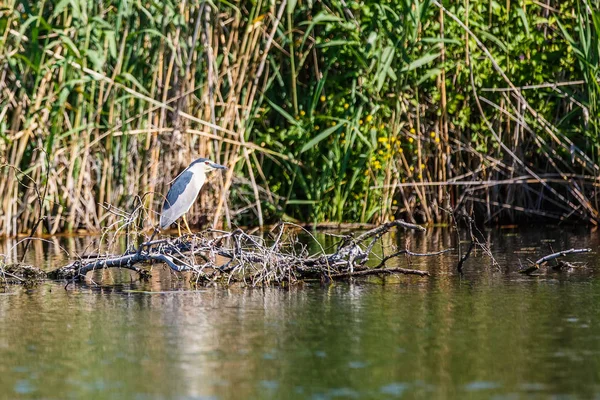 Zwarte gekroonde nacht heron — Stockfoto