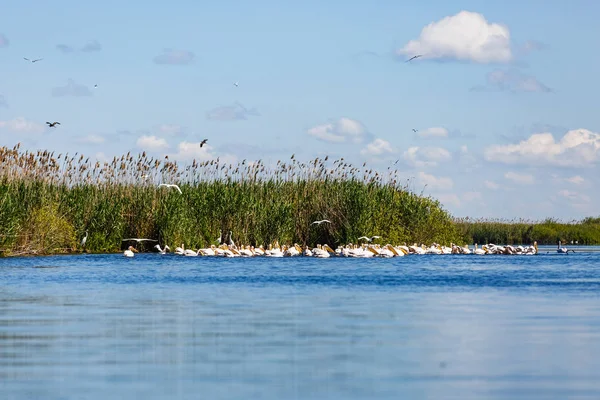 Wunderschönes Donaudelta — Stockfoto