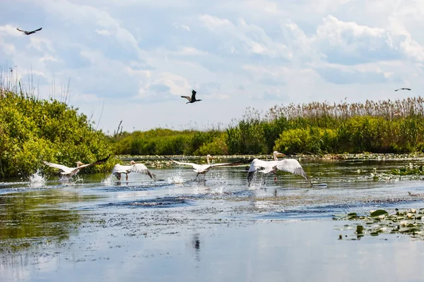 Vliegende vogels en waterplanten in Donaudelta — Stockfoto