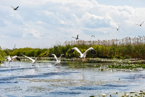 Vliegende vogels en waterplanten in Donaudelta — Stockfoto