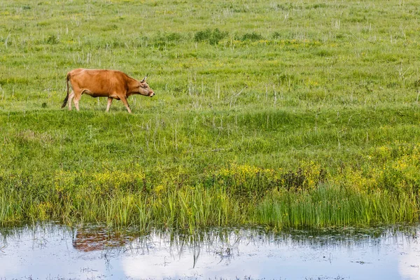 Vaca marrón en el prado — Foto de Stock