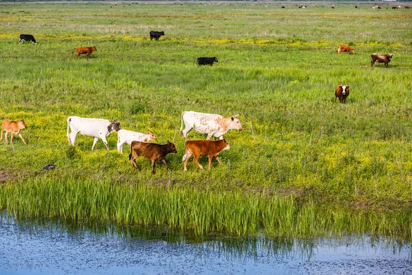 Rebaño de vacas en el prado — Foto de Stock
