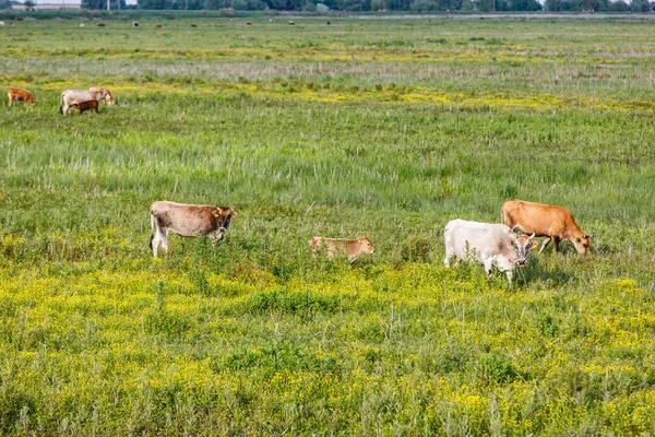 Rebaño de vacas en el prado — Foto de Stock