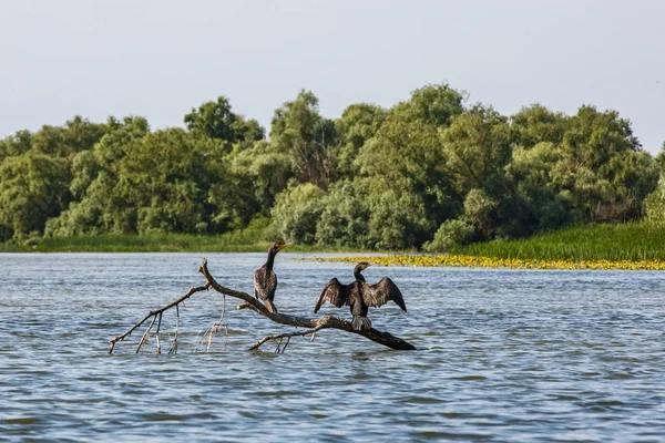 Grandes corvos-marinhos em pé no galho da árvore — Fotografia de Stock