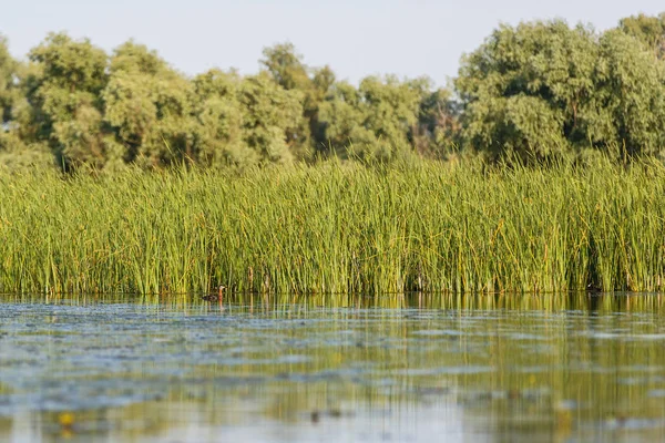 Delta du Danube faune — Photo