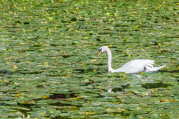Hermoso cisne blanco — Foto de Stock