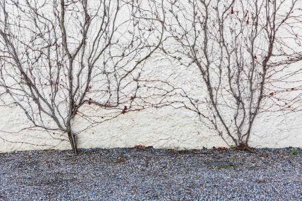 Kuru üzüm duvar kapağı