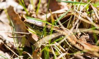 Çimlerde kertenkele