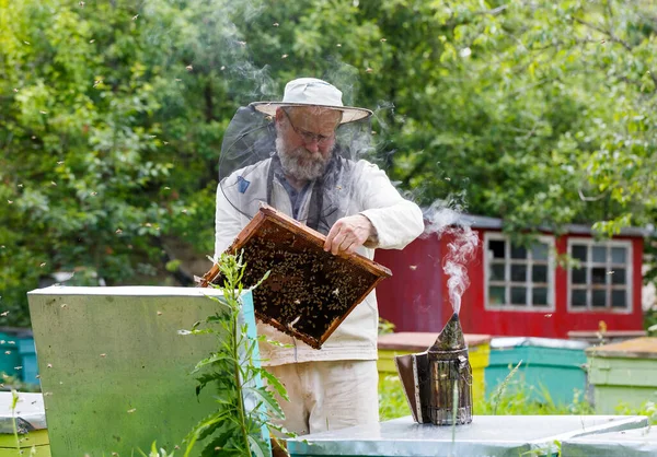 Bellissimo Apicoltore Uniforme Protettiva Che Controlla Alveare Giardino — Foto Stock