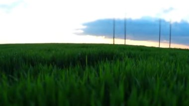 tarım arazisi. Çiftlik alan güzel uçuş