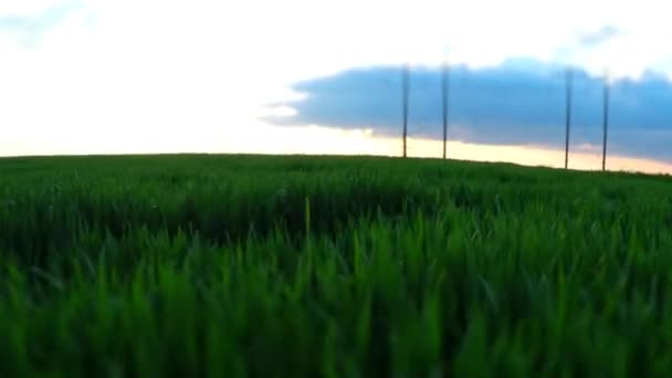 Teren agricol. Zbor frumos peste terenul fermei — Videoclip de stoc
