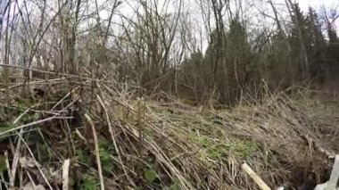 Ormanda dökümü. Doğa kirliliği