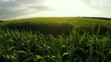 Uçuş tarım üzerinde. Mısır gevreği kültür. Güzel doğası ile uçuş