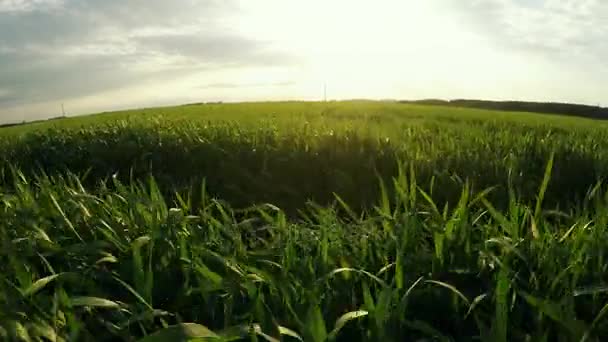 Vuelo sobre agricultura. Cultivo de cereales. Vuelo con hermosa naturaleza — Vídeo de stock