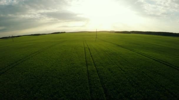 Letu nad zemědělstvím. Kultura, obilovin. Let s krásnou přírodou — Stock video