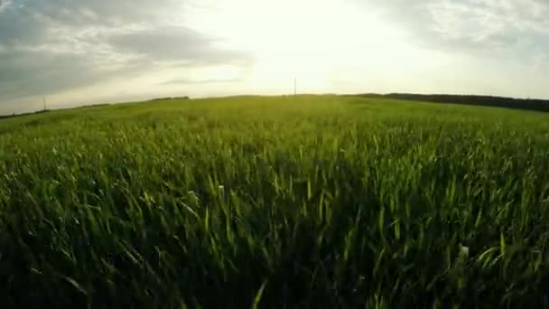 Vuelo sobre agricultura. Cultivo de cereales. Vuelo con hermosa naturaleza — Vídeos de Stock