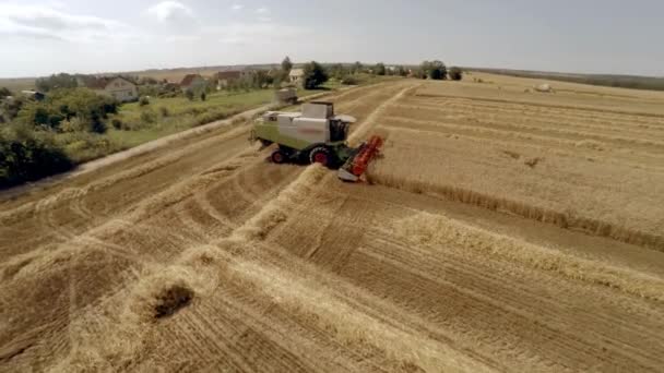 La mietitrice raccoglie i raccolti e versa il grano in un camion. Il lavoro della tecnologia nei campi — Video Stock