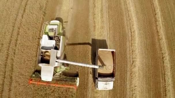 Cosecha de cultivos de grano. El trabajo de la tecnología en los campos — Vídeo de stock