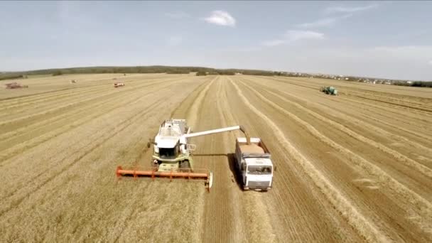 Kombajn sklizně plodin a obilí nalévá do kamionu. Práce technika v polích — Stock video