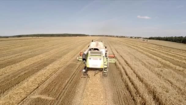 Colheitadeira colhe colheitas e derrama grãos em um caminhão. O trabalho da tecnologia nos campos — Vídeo de Stock