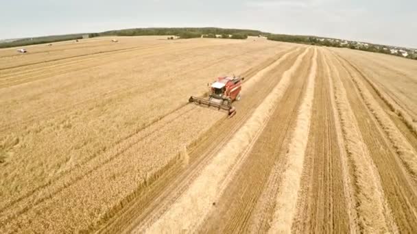 Харвестер собирает урожай и заливает зерно в грузовик. Работа с технологиями в областях — стоковое видео