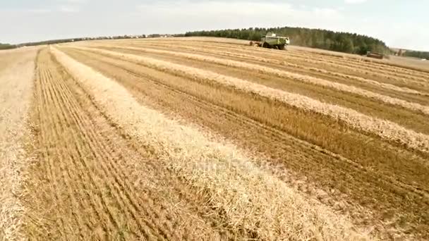 Máquinas agrícolas en los campos. El trabajo de la tecnología en los campos — Vídeo de stock