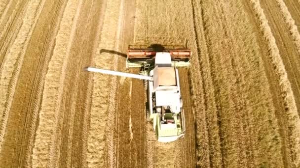 Cosechadora cosecha cosechas y vierte grano en un camión. El trabajo de la tecnología en los campos — Vídeos de Stock