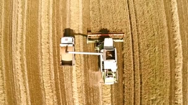 Colheitadeira colhe colheitas e derrama grãos em um caminhão. O trabalho da tecnologia nos campos — Vídeo de Stock