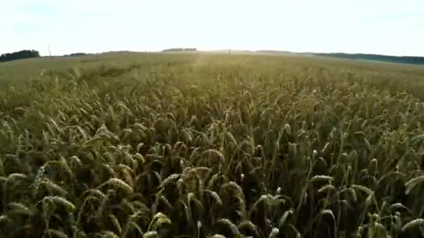 Vuelo sobre agricultura. Volando sobre el campo de trigo — Vídeo de stock