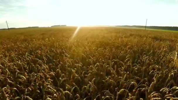 Flight over crops. Large wheat field. — Stock Video