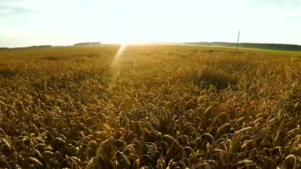 Vlucht over gewassen. Groot tarweveld. — Stockvideo