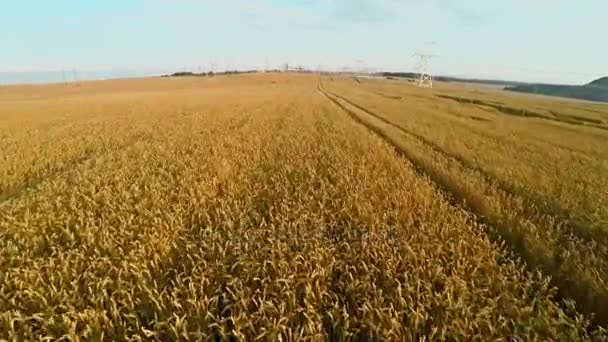 Electric power station with power lines near fields with crops — Stock Video