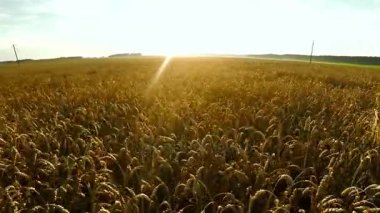 Uçuş bitkileri üzerinde. Büyük buğday alanı.