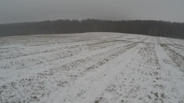 Una forte tempesta di neve nella foresta — Video Stock