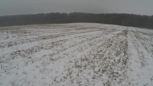 Silne zamiecie śnieżne w lesie — Wideo stockowe