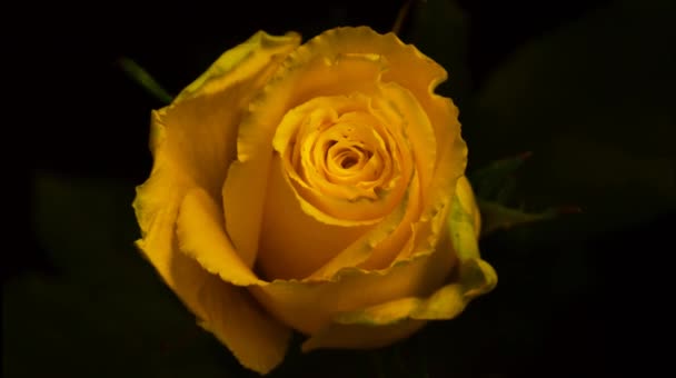 Disclosure of the flower rose. Accelerated shooting. Quickly open the rosebud. Time lapse — Stock Video