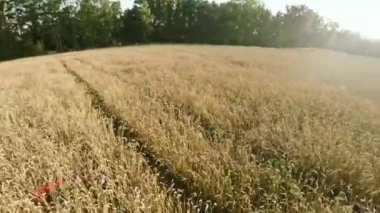 Dronlar tarımda çalışıyorum. Alan tarım hububat. Mısır gevreği bitkileri hasat