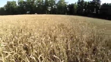 Uçuş kırpma tahıl üzerinde. Ekmek için alan kırpma