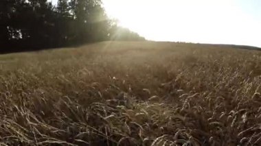 Uçuş kırpma tahıl üzerinde. Ekmek için alan kırpma