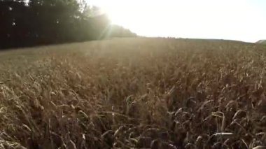 Uçuş kırpma tahıl üzerinde. Ekmek için alan kırpma