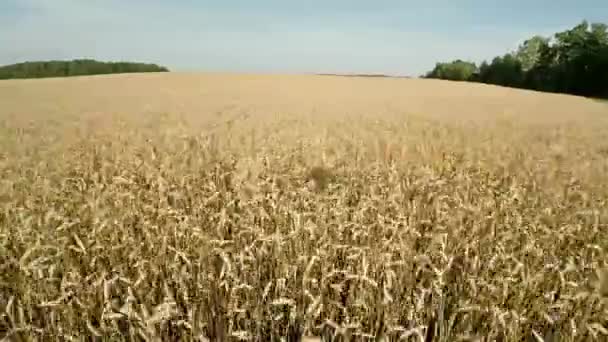 Drones work in agriculture. Field of agricultural cereals. The harvest of cereal crops — Stock Video