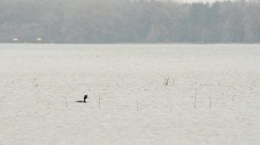 Bahri kuş. Kuş gölet üzerinde yüzüyor. Podicipedidae. Bir gölet, Balık avı üzerinde bir kuş yüzüyor. 44
