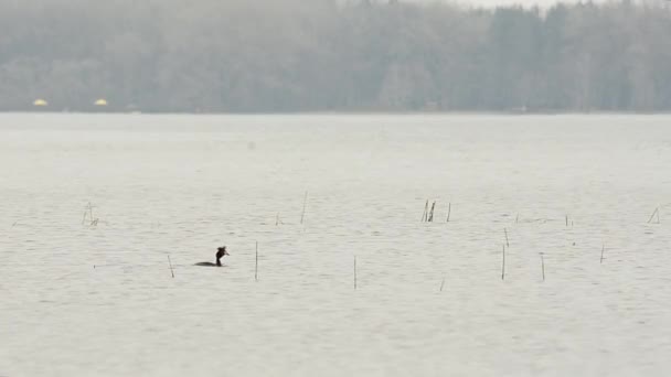 Bahri kuş. Kuş gölet üzerinde yüzüyor. Podicipedidae. Bir gölet, Balık avı üzerinde bir kuş yüzüyor. 44 — Stok video